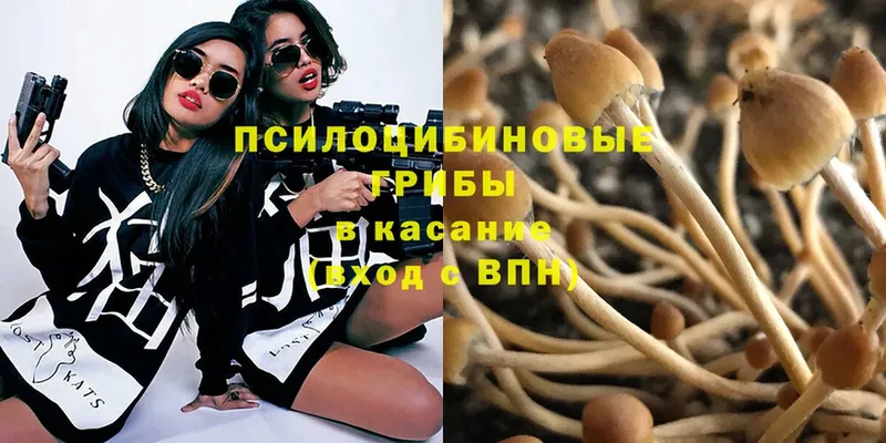 Галлюциногенные грибы Psilocybe  как найти наркотики  Кудымкар 